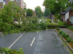 storm-damage-tree-down