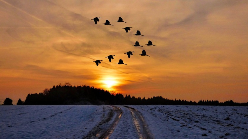 winter sunset with geese flying