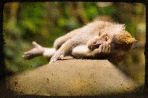 sleeping monkey